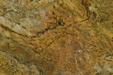 Polished Neoarchean Stromatolite Fossil - Western Australia #150691-1